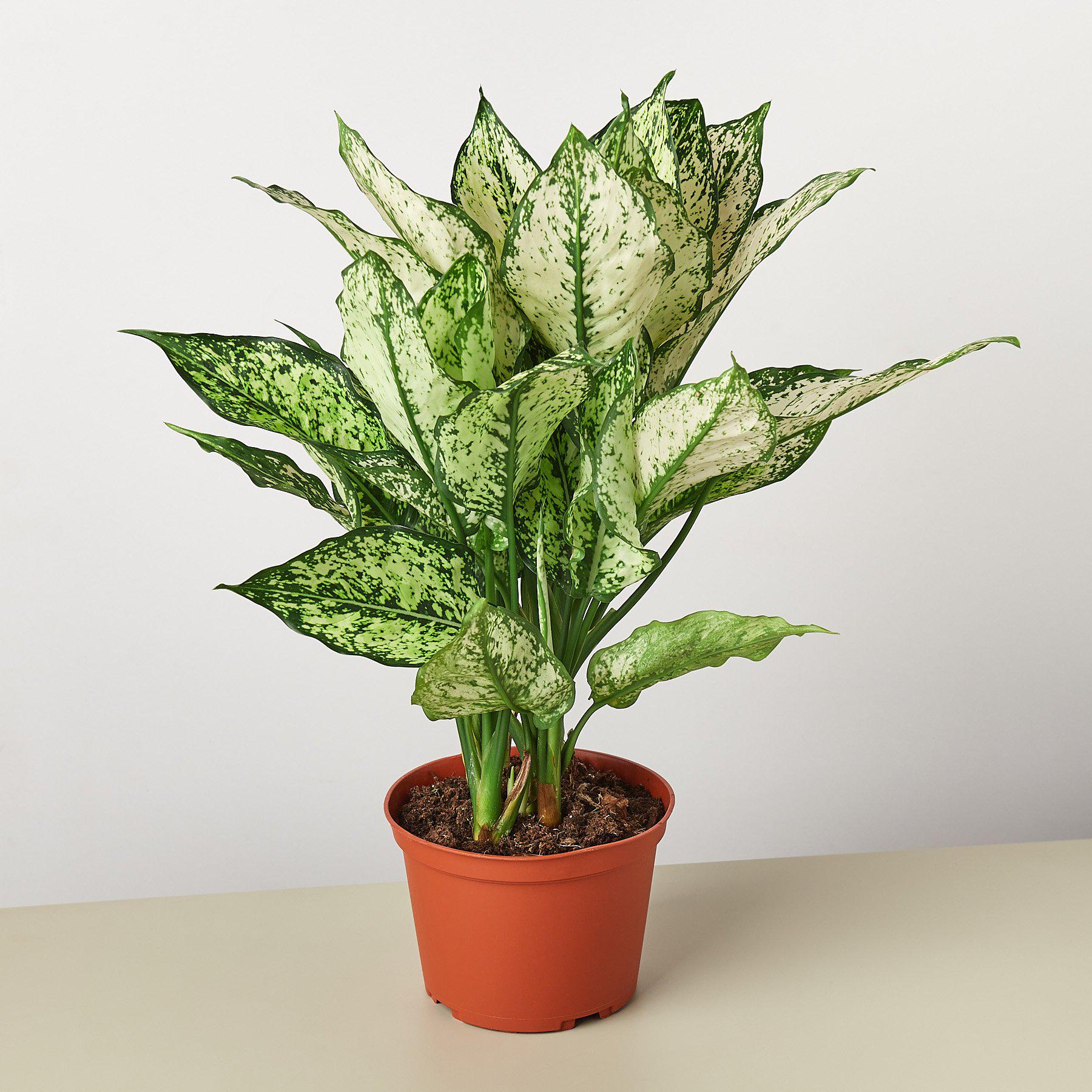 aglaonema seeds Chinese Evergreen 'First Diamond' 6" Pot / Nursery Pot