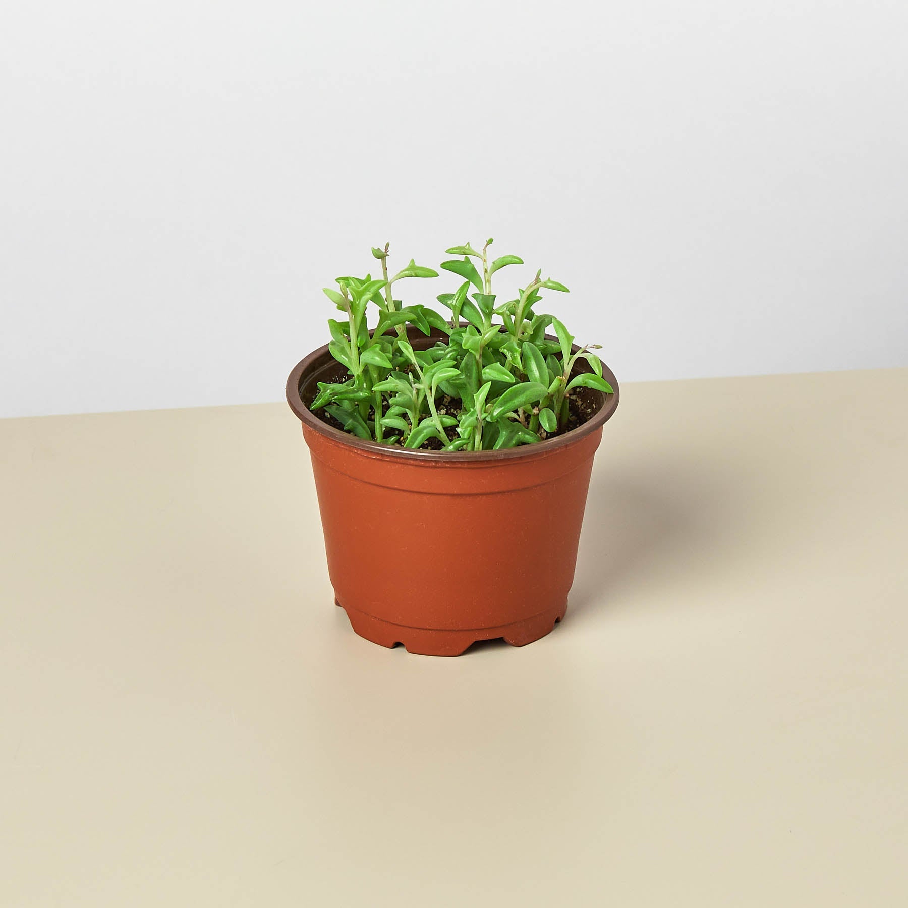dolphin plant seeds Succulent 'String of Dolphins' 4" Pot / Nursery Pot
