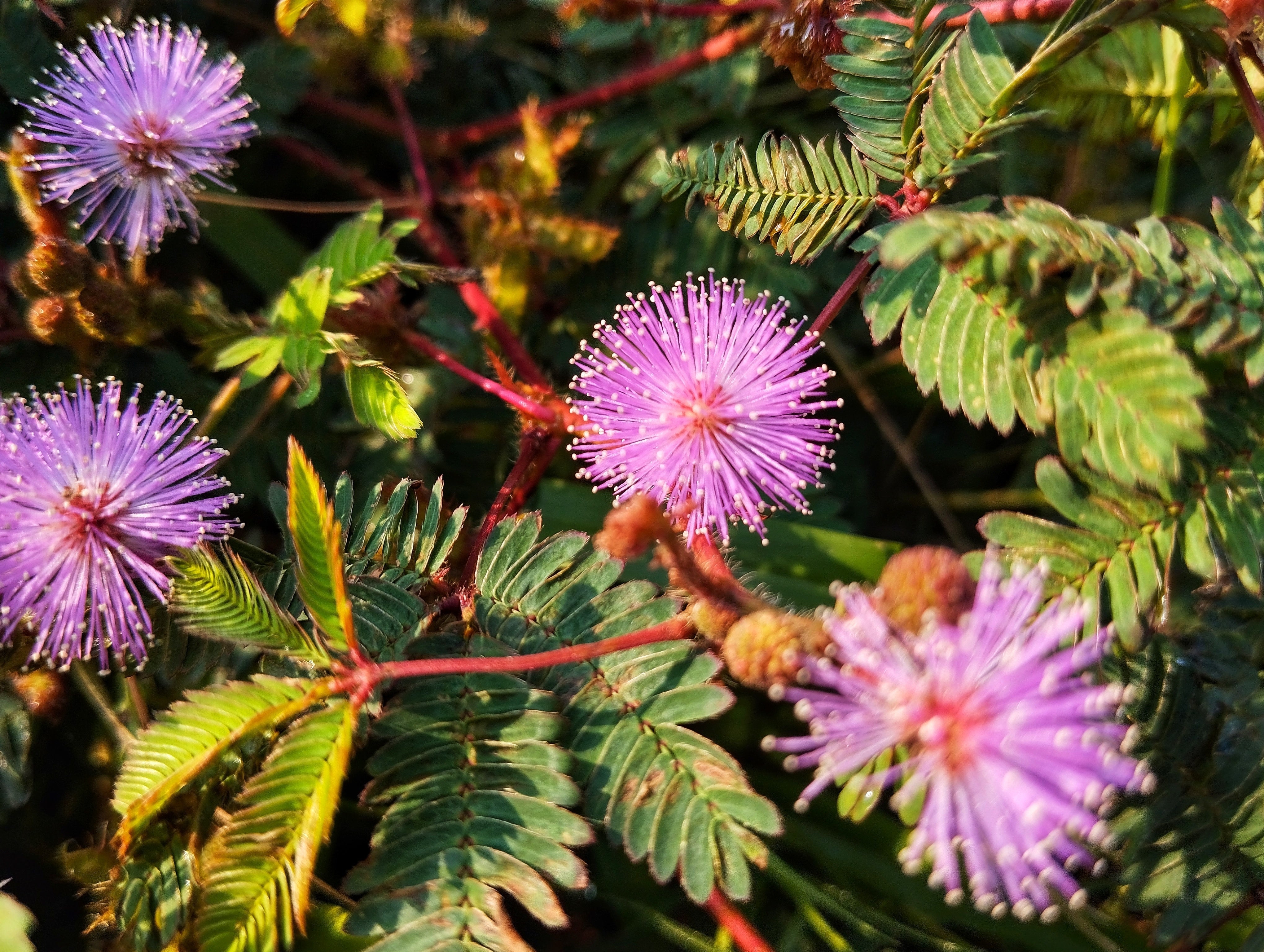 touch me not plant seeds 100 MIMOSA Pudica / Sensitive Plant / Touch Me Not Flower Seeds