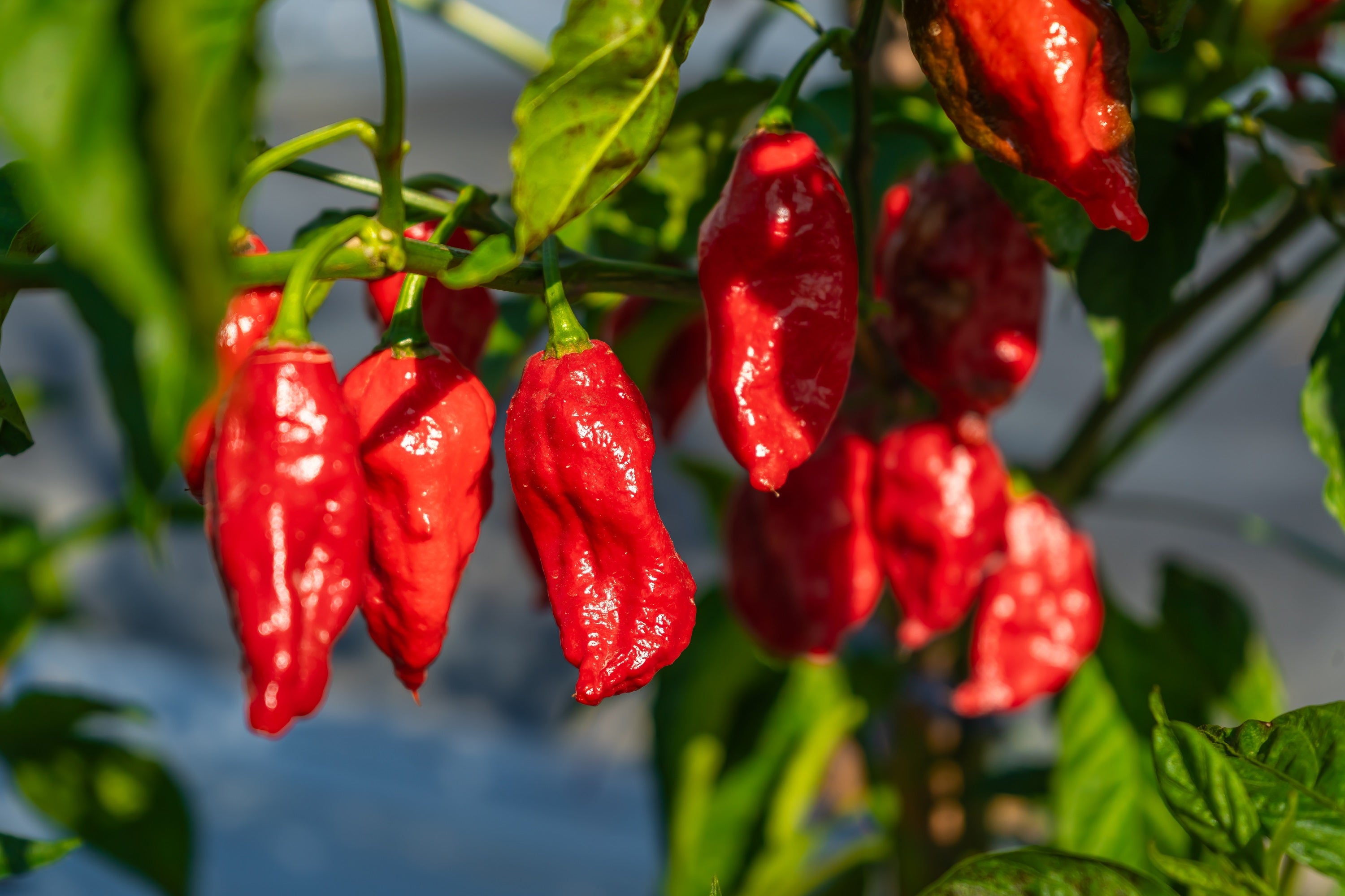 20 GHOST PEPPER SEEDS Blazing Hot Naga Bhut Jolokia Cobra Chili Vegeta ...