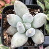 Pachyphytum Buster