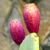 Prickly Pear (Opuntia ficus-indica)