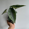 Alocasia Platinum