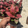 Syngonium Orm Nak Red