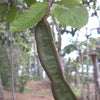 Ice Cream Bean (Inga edulis)