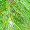 Amla, Indian Gooseberry (Phyllanthus emblica)