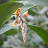 Ginger, Yellow (Zingiber officinale)