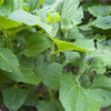 Yellow Earth Apple (Smallanthus sonchifolius)