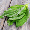 Sweet Plantain Herb, Broadleaf (Plantago major)