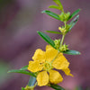 Sun Opener, Sinicuichi (Heimia salicifolia)