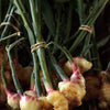 Ginger, Yellow (Zingiber officinale)