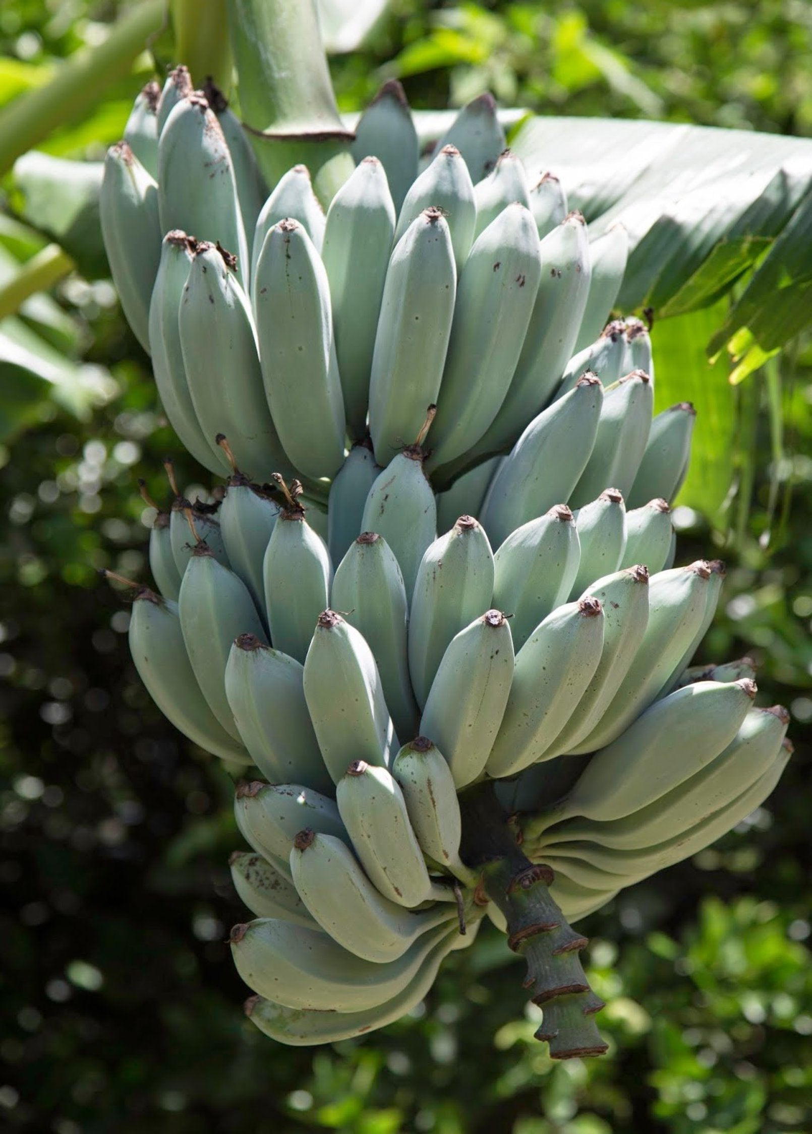 Banana 'Blue Java' (Musa acuminata × balbisiana) – The Plant Seed