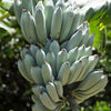 Banana 'Blue Java' (Musa acuminata × balbisiana)