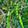 Pigeon Pea, Red (Cajanus cajan)