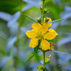 Sun Opener, Sinicuichi (Heimia salicifolia)