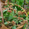 Ashwagandha (Withania somnifera)