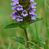 Self Heal Herb (Prunella vulgaris)