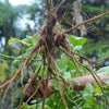 Ashwagandha (Withania somnifera)