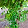 Cinnamon (Cinnamomum verum)