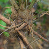 Ashwagandha (Withania somnifera)