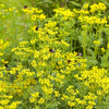 Rue (Ruta graveolens)