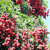 Lychee 'Mauritius' (Litchi chinensis)