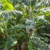 Banana 'Blue Java' (Musa acuminata × balbisiana)