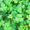Sushni (Marsilea minuta)
