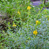 Sun Opener, Sinicuichi (Heimia salicifolia)