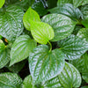 Lolot (Piper sarmentosum)