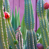 Peruvian Apple Cactus (Cereus repandus)