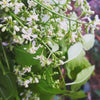 Neem Tree (Azadirachta indica)