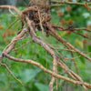 Ashwagandha (Withania somnifera)