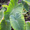 Taro, Red (Colocasia esculenta)