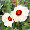 Florida Cranberry (Hibiscus sabdariffa)