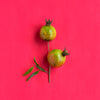 Pomegranate 'Vietnamese Pink' (Punica granatum)