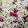 Florida Cranberry (Hibiscus sabdariffa)