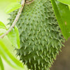 Soursop (Annona muricata)