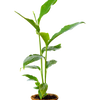Cardamom (Elettaria cardamomum)