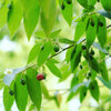 Strawberry Tree, Red (Muntingia calabura)
