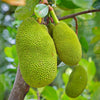 Jackfruit Seedling (Artocarpus heterophyllus)