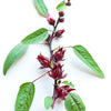 Florida Cranberry (Hibiscus sabdariffa)