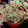 Variegated Crassula Calico Kitten