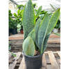 Snake Plant 'Mason Congo' - 10" Pot