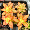 Sedum Shooting Stars