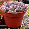 Echeveria Cubic Frost