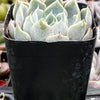 Echeveria Blue Surprise