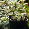 Portulacaria Afra Elephant Bush