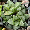Haworthia Pygmaea