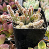 Rhipsalis Baccifera Subsp. Horrida